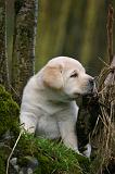 LABRADOR 1304
